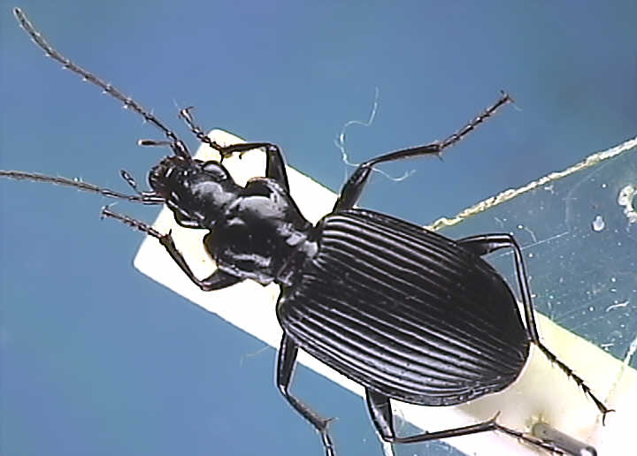 Agonum assimile